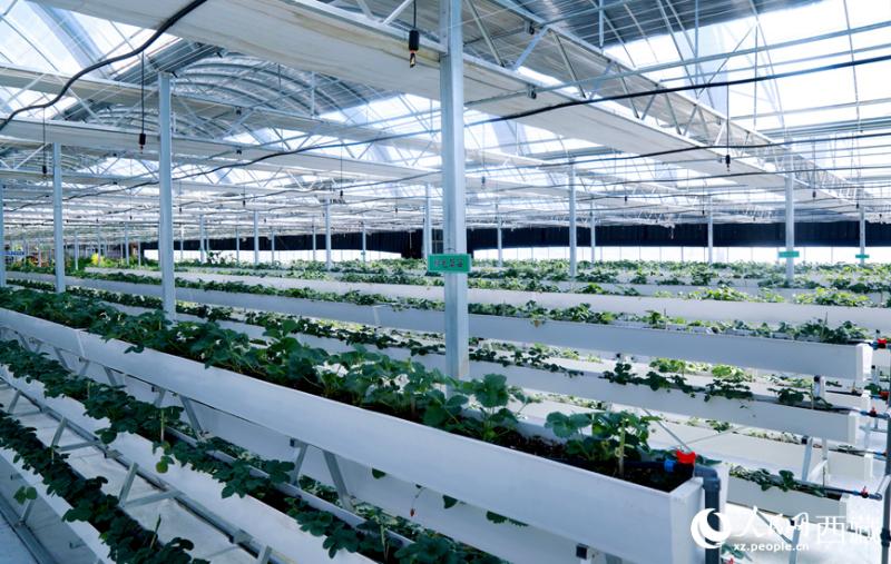 पठारीय ग्रीनहाउस अब स्मार्ट नियंत्रण प्रणाली से संचालित