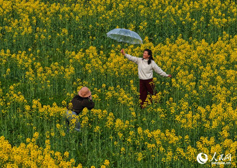 जियांग्शी के नानचांग में खिले सरसों के फूल, बसंत की छटा बिखरी