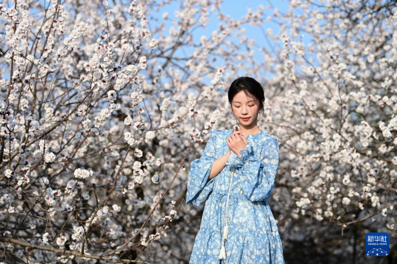 शीआन में बसंत के आगमन पर खिले फूल