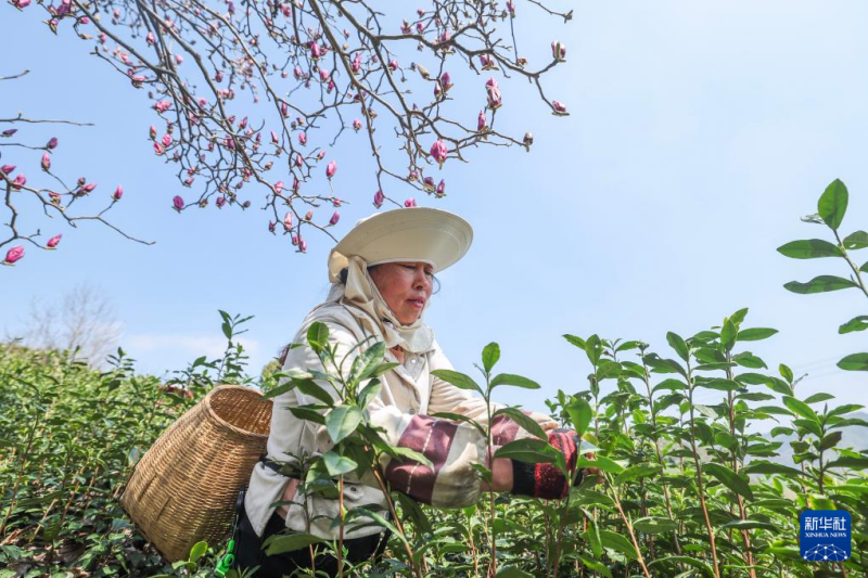 चीन की जैविक चाय नगरी वूयी में वसंत चाय की तुड़ाई शुरू