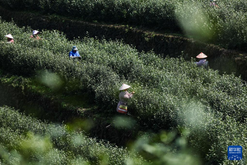 चीन की जैविक चाय नगरी वूयी में वसंत चाय की तुड़ाई शुरू