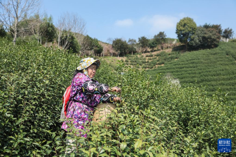चीन की जैविक चाय नगरी वूयी में वसंत चाय की तुड़ाई शुरू