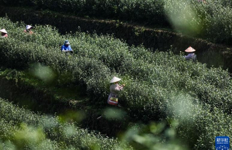 चीन की जैविक चाय नगरी वूयी में वसंत चाय की तुड़ाई शुरू