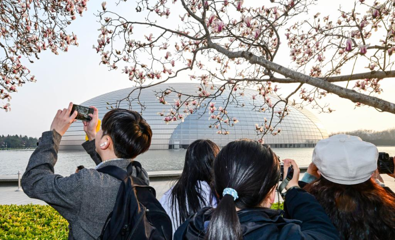 पेइचिंग में मैगनोलिया के फूलों से हुई बसंत की शुरुआत