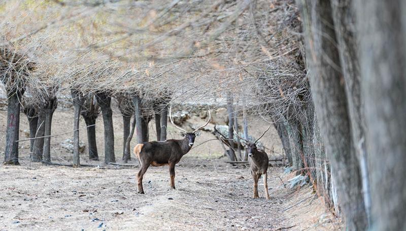 शीत्सांग के शानन में सफेद होंठ वाले मृग की पहाड़ी वनों में सैर