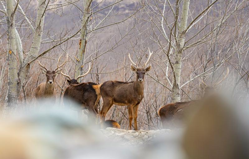 शीत्सांग के शानन में सफेद होंठ वाले मृग की पहाड़ी वनों में सैर