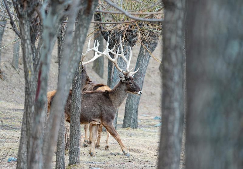 शीत्सांग के शानन में सफेद होंठ वाले मृग की पहाड़ी वनों में सैर