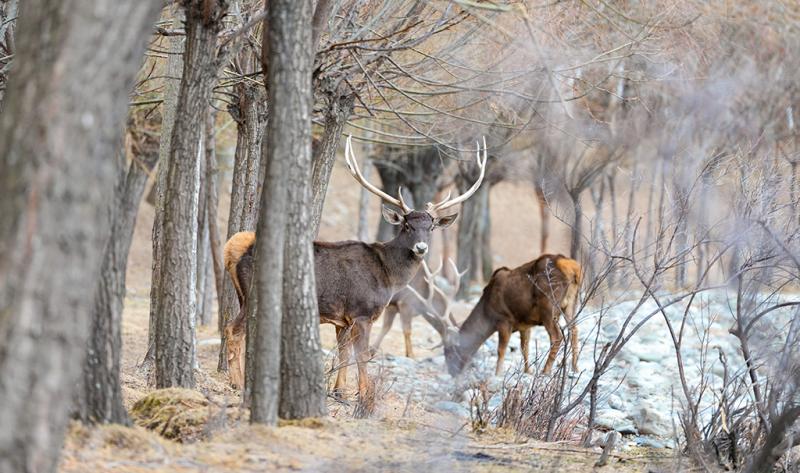 शीत्सांग के शानन में सफेद होंठ वाले मृग की पहाड़ी वनों में सैर