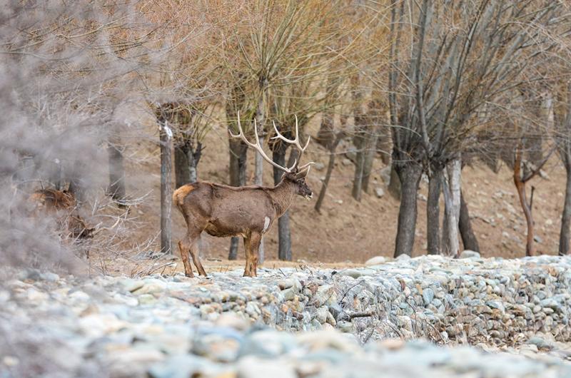 शीत्सांग के शानन में सफेद होंठ वाले मृग की पहाड़ी वनों में सैर