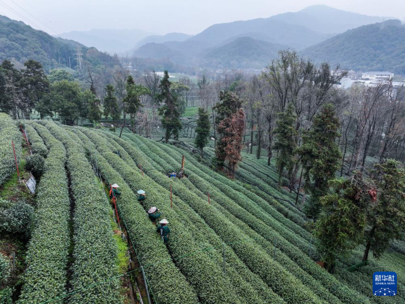 पश्चिम झील क्षेत्र में लॉन्गजिंग चाय की कटाई आरंभ
