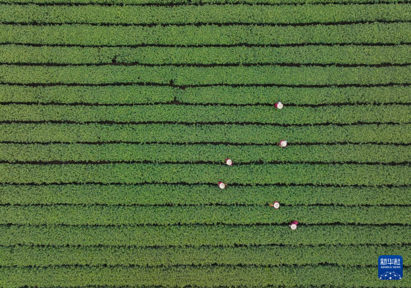 पश्चिम झील क्षेत्र में लॉन्गजिंग चाय की कटाई आरंभ