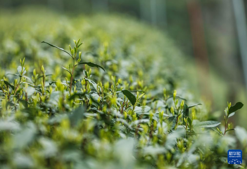 पश्चिम झील क्षेत्र में लॉन्गजिंग चाय की कटाई आरंभ