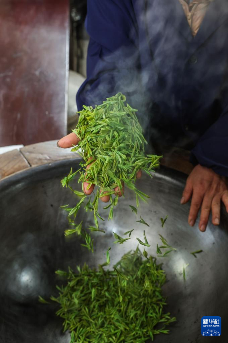 पश्चिम झील क्षेत्र में लॉन्गजिंग चाय की कटाई आरंभ