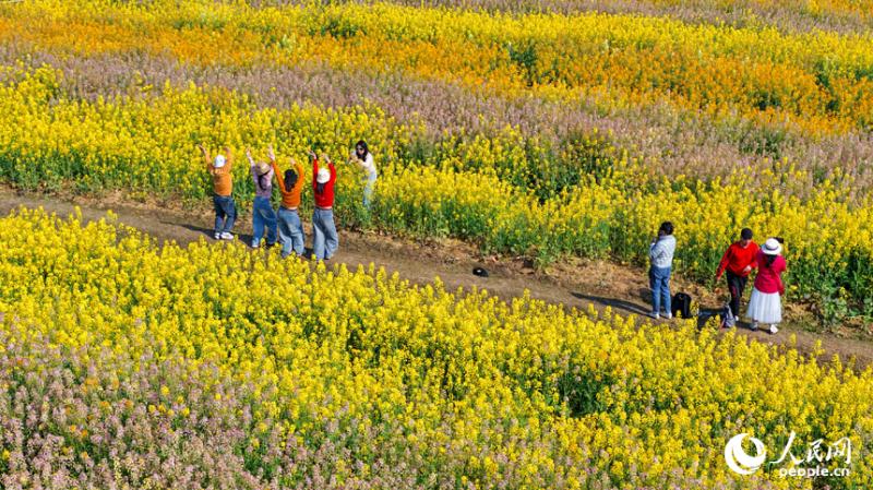 जियांग्शी झांग्शु: रंगीन सरसों के फूलों ने गाँव की खूबसूरती बढ़ाकर पर्यटकों को लुभाया