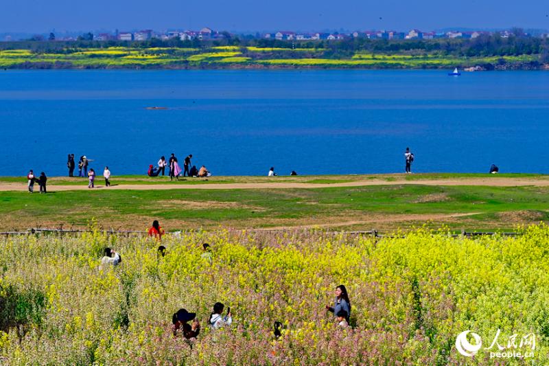 जियांग्शी झांग्शु: रंगीन सरसों के फूलों ने गाँव की खूबसूरती बढ़ाकर पर्यटकों को लुभाया