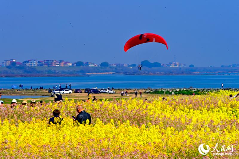 जियांग्शी झांग्शु: रंगीन सरसों के फूलों ने गाँव की खूबसूरती बढ़ाकर पर्यटकों को लुभाया