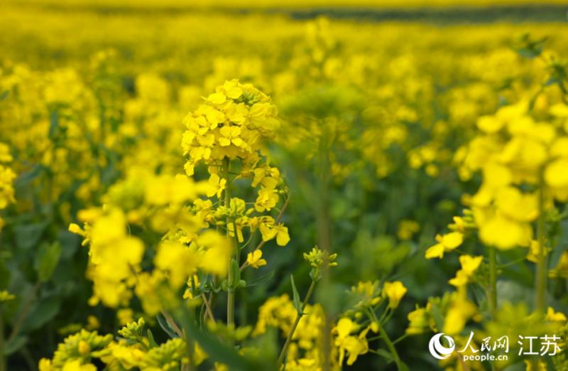 जियांगसू के गाओयू में “फूलों का सागर” सैलानियों के स्वागत को तैयार