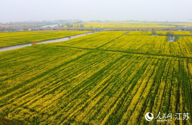 जियांगसू के गाओयू में “फूलों का सागर” सैलानियों के स्वागत को तैयार