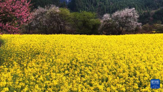 शीत्सांग के बोमी: ईगोंग घाटी में वसंत अपने चरम पर