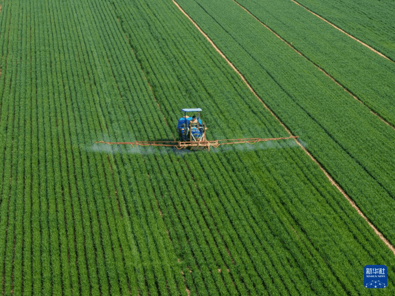 वसंत की मधुर बयार में जोरों पर कृषि कार्य