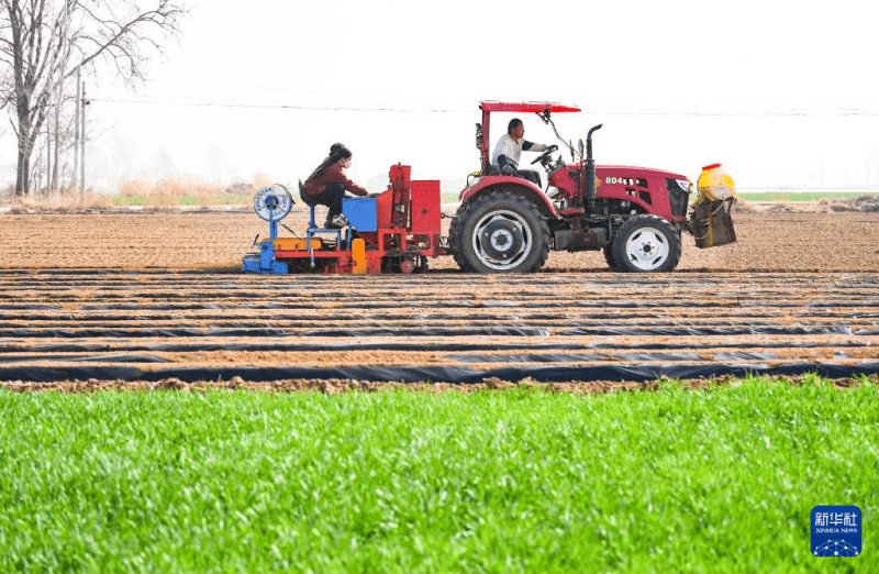 वसंत की मधुर बयार में जोरों पर कृषि कार्य