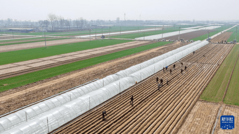 वसंत की मधुर बयार में जोरों पर कृषि कार्य