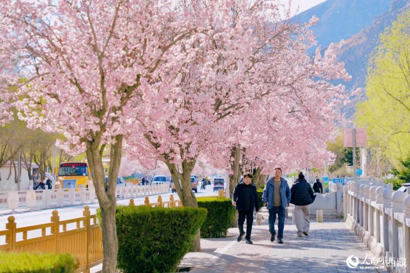 ल्हासा में वसंत की बहार, आड़ू के फूलों संग 