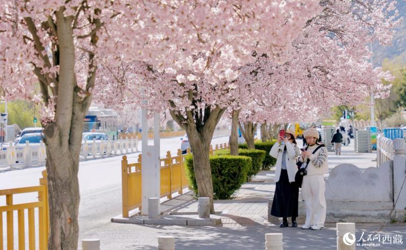 ल्हासा में वसंत की बहार, आड़ू के फूलों संग 