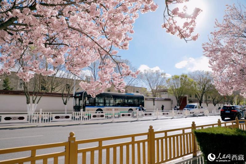 ल्हासा में वसंत की बहार, आड़ू के फूलों संग 