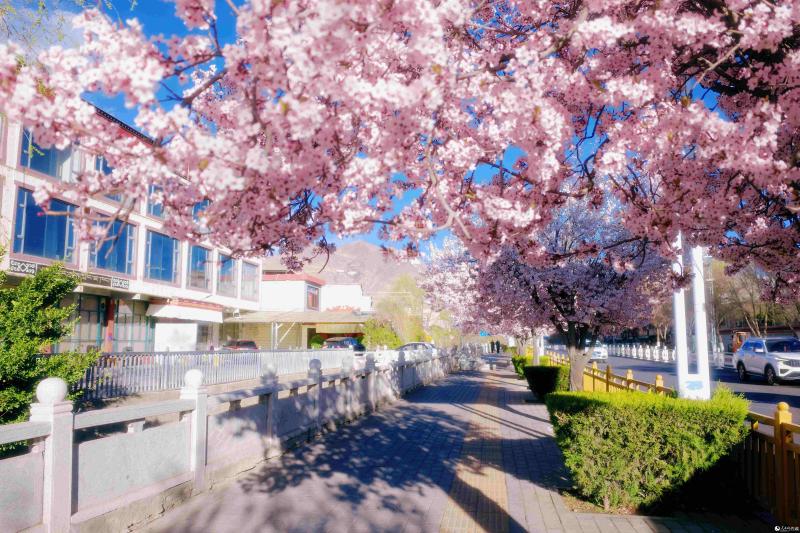 ल्हासा में वसंत की बहार, आड़ू के फूलों संग 