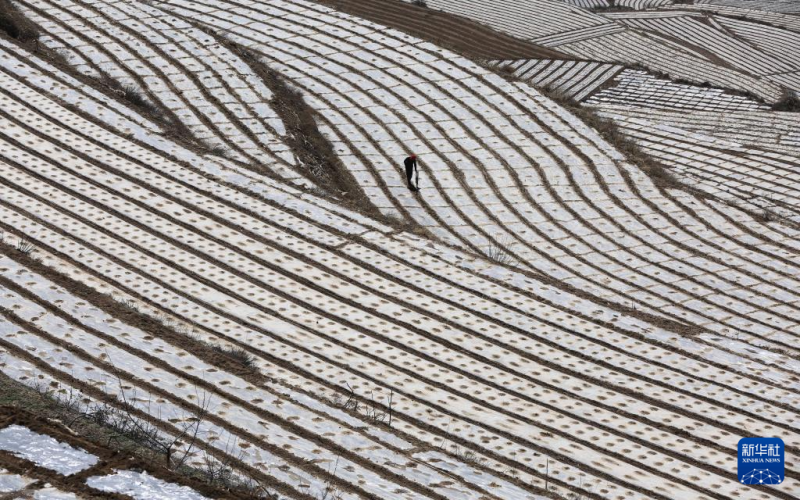 लोएस पठार क्षेत्र में कृषि कार्य जोरों पर