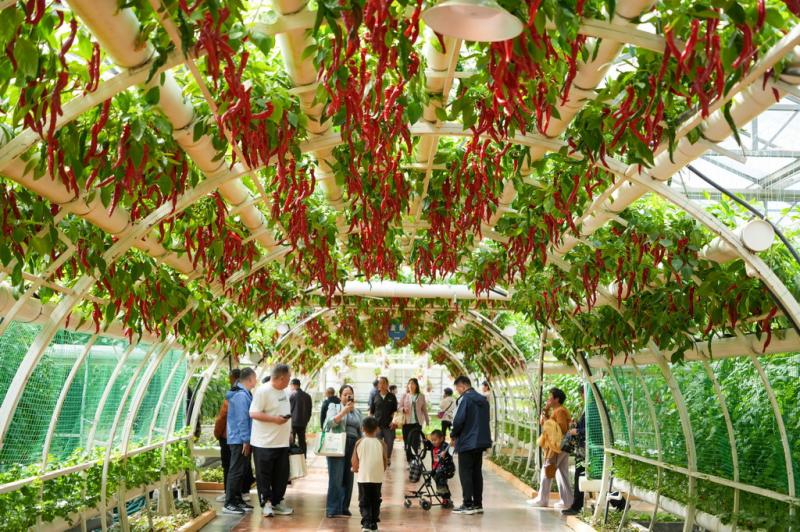 27वां चीन (शोक्वांग)अंतरराष्ट्रीय सब्जी वैज्ञानिक व तकनीकी मेला उद्घाटित