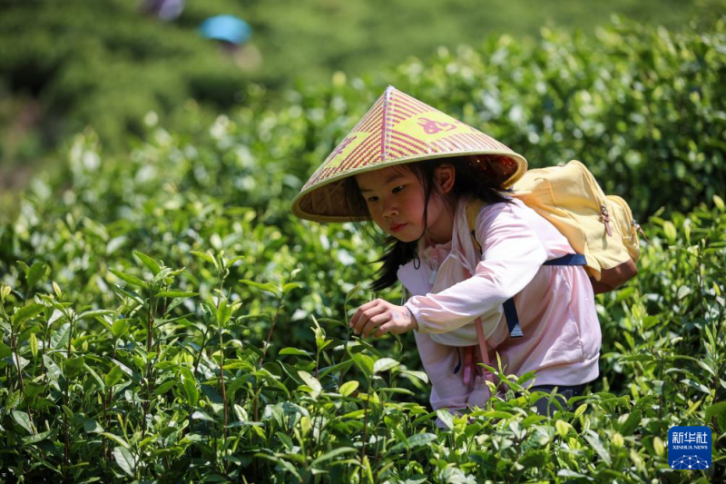 युन्नान के फुअर शहर में चाय की कलियों की तोड़ाई शुरू