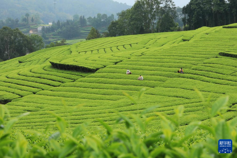 युन्नान के फुअर शहर में चाय की कलियों की तोड़ाई शुरू