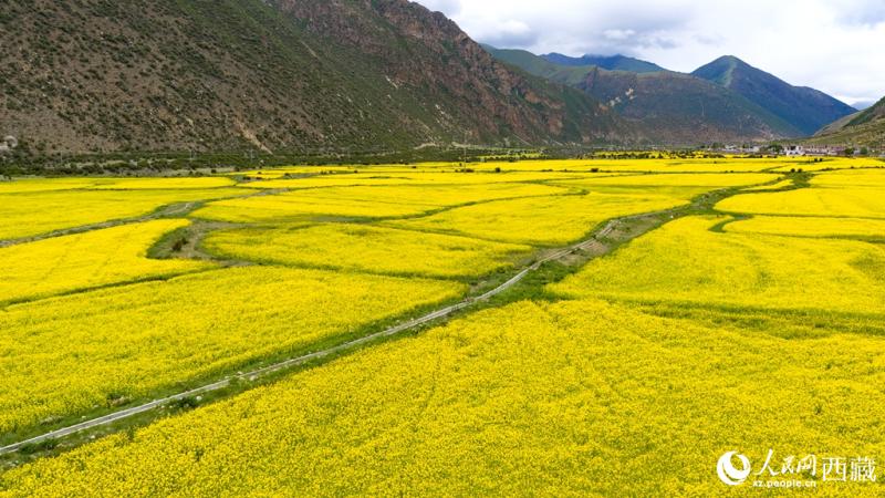 शीत्सांग के मोचू : सरसों के एक फूल ने बदली स्थानीय अर्थव्यवस्था की तस्वीर