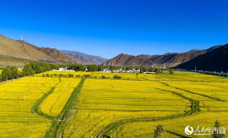 शीत्सांग के मोचू : सरसों के एक फूल ने बदली स्थानीय अर्थव्यवस्था की तस्वीर