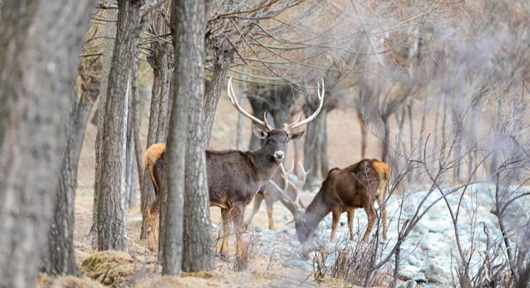शीत्सांग के शानन में सफेद होंठ वाले मृग की पहाड़ी वनों में सैर