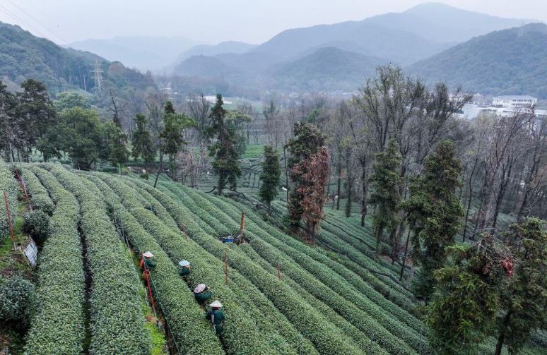 पश्चिम झील क्षेत्र में लॉन्गजिंग चाय की कटाई आरंभ