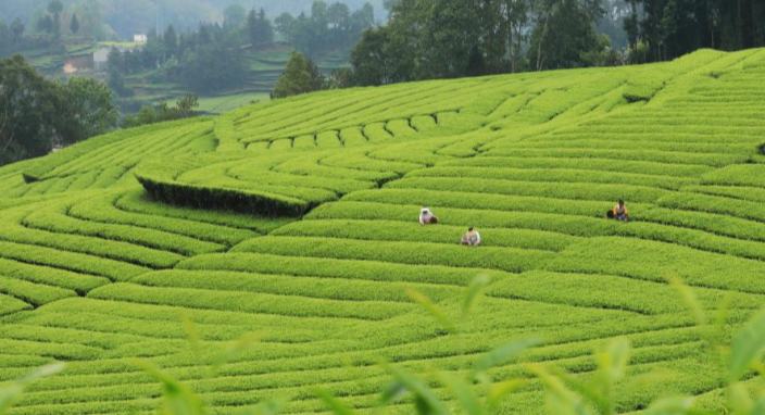 युन्नान के फुअर शहर में चाय की कलियों की तोड़ाई शुरू