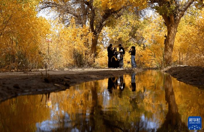 तुनहुआंगः शरद में रेगिस्तानी पोपलर जगल के मनमोहक नजारे