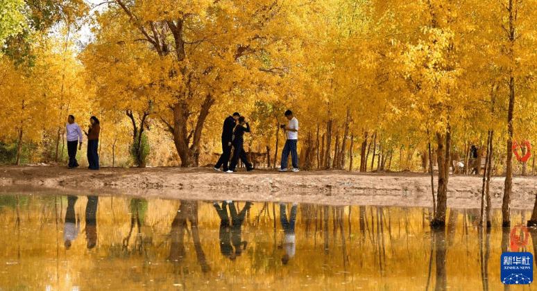 तुनहुआंगः शरद में रेगिस्तानी पोपलर जगल के मनमोहक नजारे